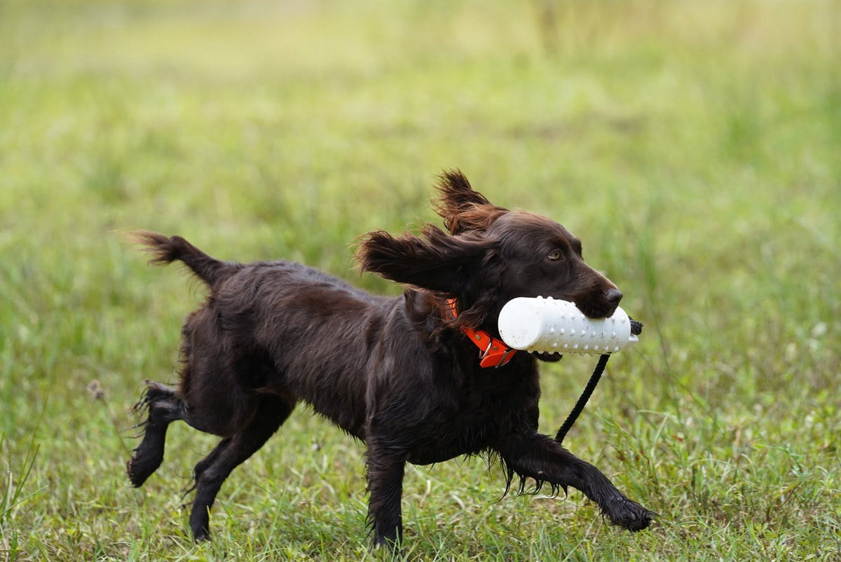 Waterproof BioThane® Dog Collar