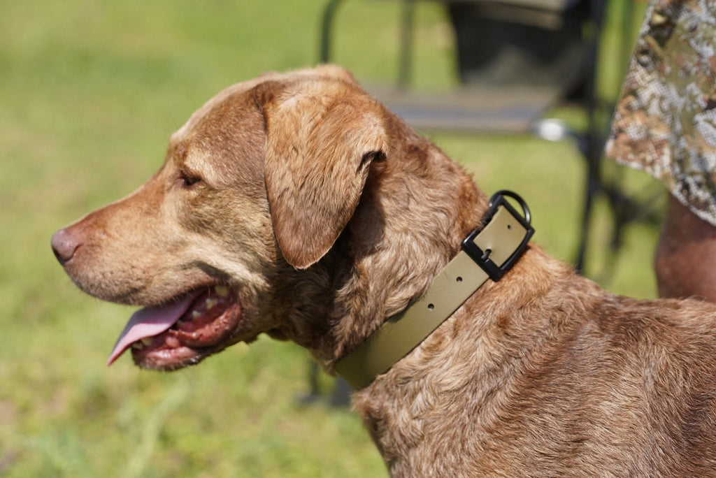 Waterproof BioThane® Dog Collar