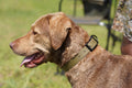 Waterproof BioThane® Dog Collar