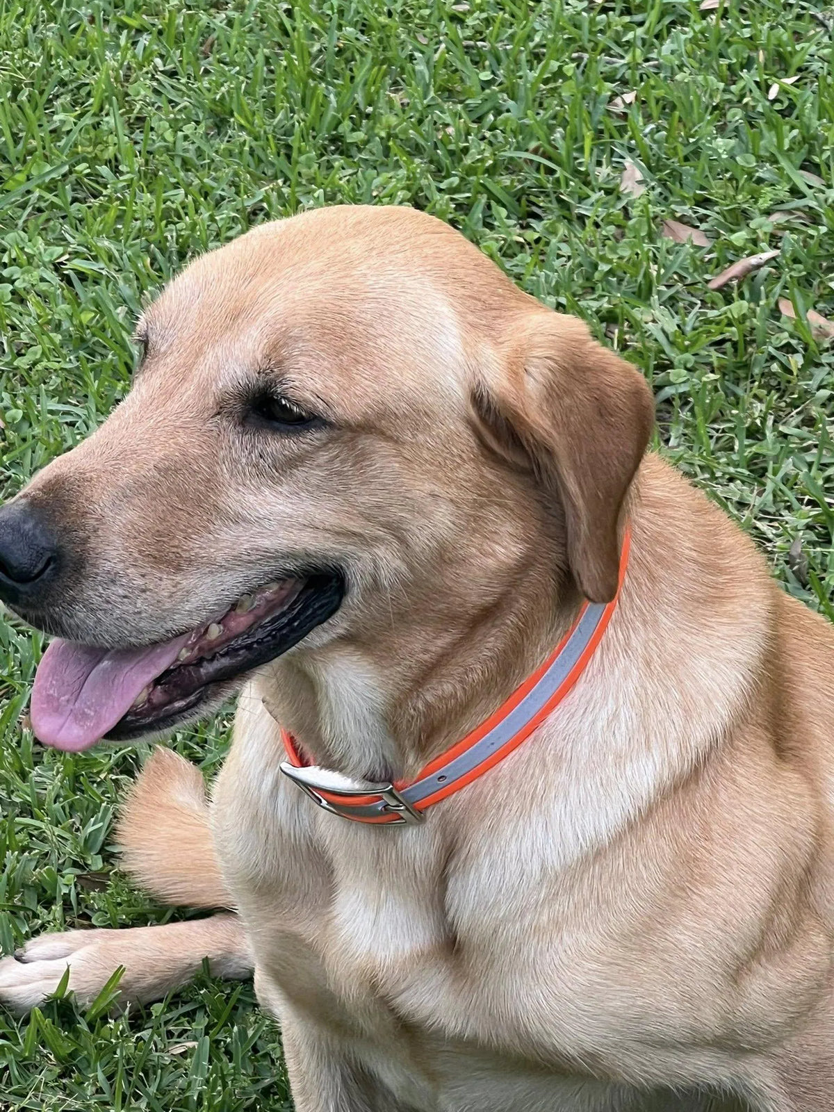 Heavy Duty Reflective Collar